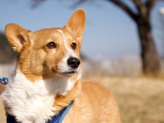 コーギー