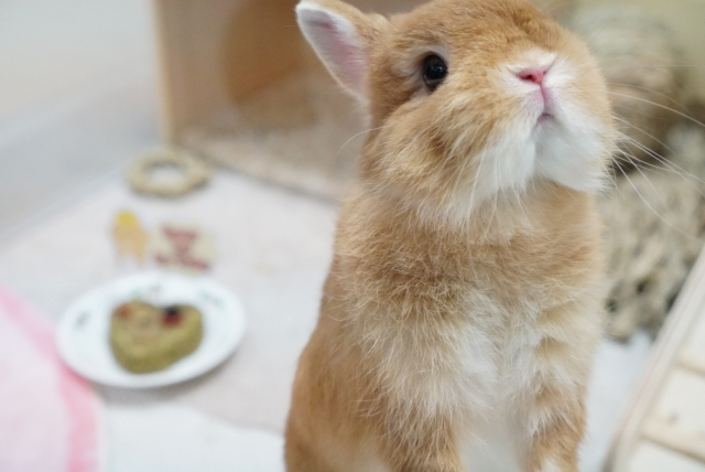 ウサギ