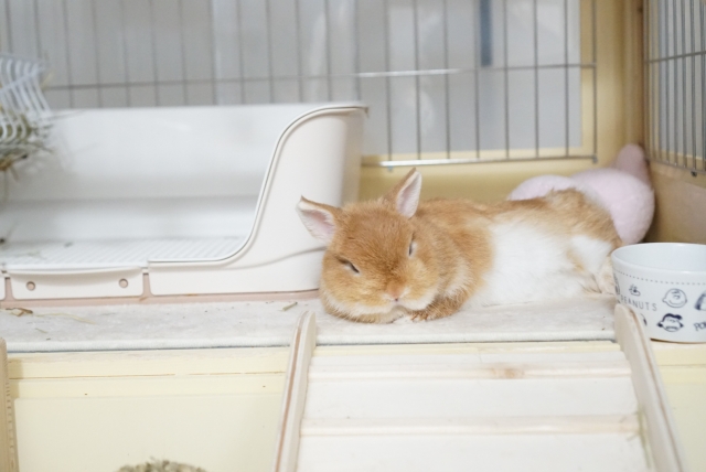 ウサギ